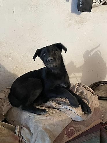 Ит бекер берилет: Жөнөкөй ит, 6 айлык, Ургаачы, Эмделген — 5