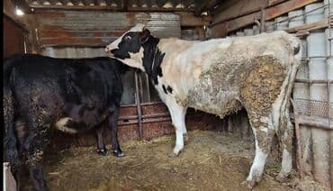 наполнитель для животных: Продаю | Тёлка | Голштин — 2