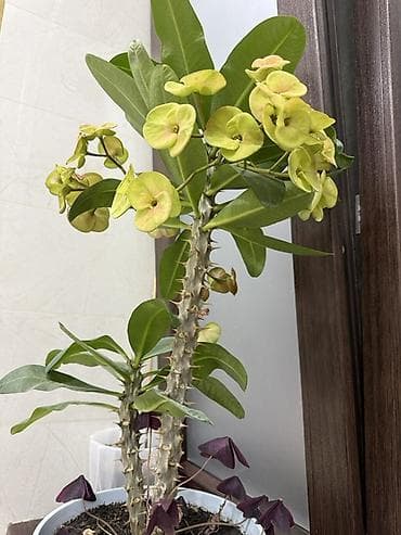 Молочай Милла (Euphorbia milii) в горшке - Акцент цветения
