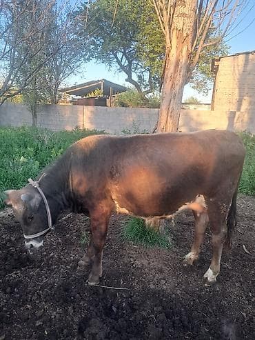 чистопородное разведение: Продаю | Тёлка — 2
