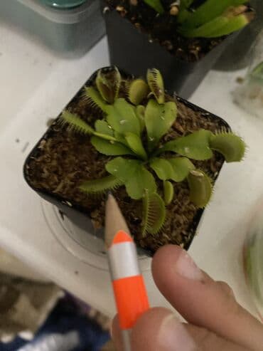 моторы для полива: Продаю венерину мухоловку Полив когда подсохнет грунт тогда и полит — 4