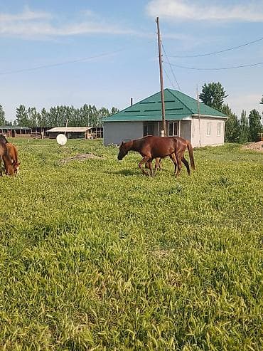 сиамская кошка даром: Продаю | Кобыла (самка) | Для молока — 3