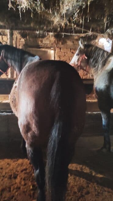 продаю в связи переездом: Продаю | Кобыла (самка) | Для разведения — 9