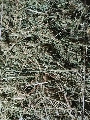 тюки чоп: Продаю клевер в тюках около 70 тюков — 1