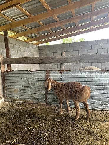 в связи с переездом отдам попугая жако в добрые руки: Продаю | Овца (самка) | Для разведения | Матка — 5