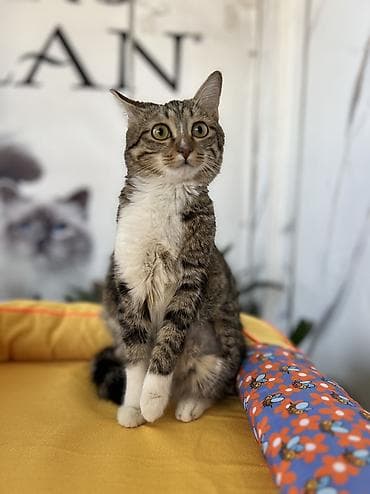Находка и пропажа кошек: Кошка даром: Беспородная, 8 месяцев, Девочка, Кастрирована, Приучена к лотку, Проглистована — 3