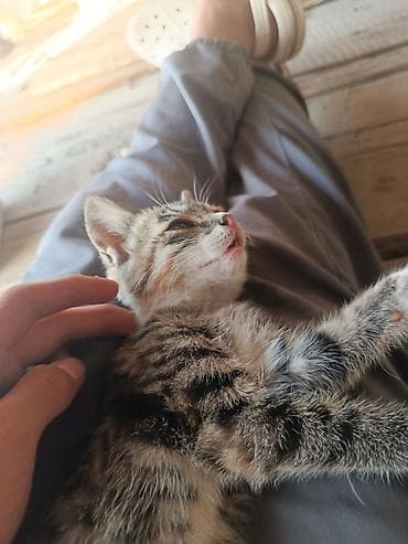 котенок шиншилла купить: 4 месяца, Девочка, С прививками — 3
