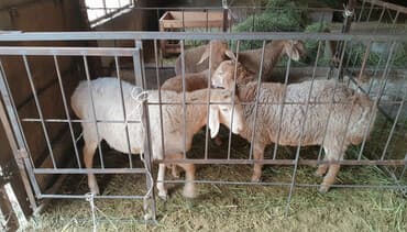 дом попугая: Продаю | Ягненок | Для разведения — 1