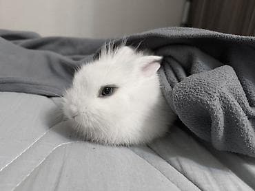 Карликовый декоративный кролик (белый, короткошерстный) Девочка