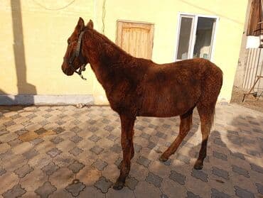 продаю связи с переездом: Продаю | Жеребенок | Рабочий — 1