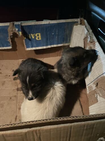 Ит кууту: Щенки — 4