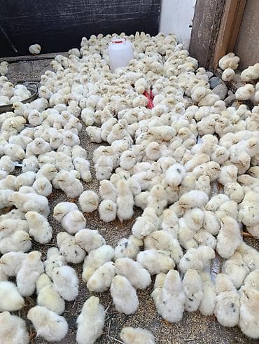 индийский бегунок купить: Продаю | Цыплята | Бройлерная | На забой — 3