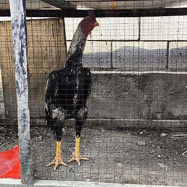 курица нисушка: Продаю | Петух | Бойцовая | Для разведения — 1
