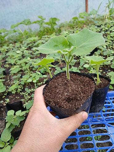 Павловния, Рассада в индивидуальных пластиковых стаканчиках