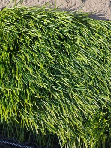 купить цветы оптом бишкек: Газон Газон декор любые размеры — 9