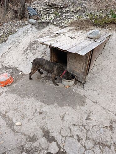 купить чау чау: Собака даром: 9 месяцев, Самка — 3