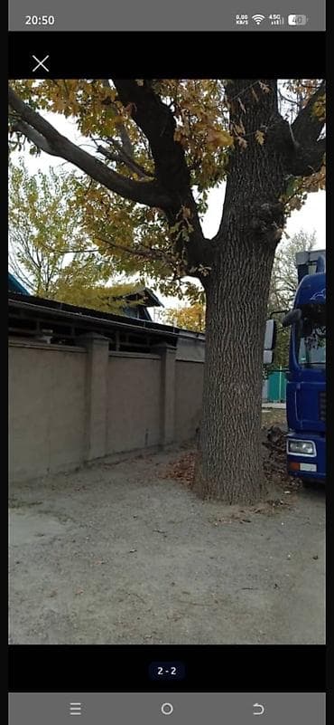 Үй жана бакча үчүн башка буюмдар: Продаю дерево дуба, обхват 2,30 длина до первой ветки 2,70 — 1