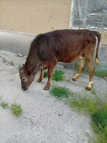 зоомагазин бишкек орто сай: Сатам | Кунаажын | Байланган — 8