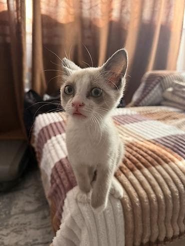 животные кошки: ОТДАМ В ДОБРЫЕ РУКИ Котёнок с необычным окрасом и выразительными — 2