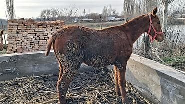 объявления о животных: Продаю | Жеребенок | Для разведения, Конный спорт — 3