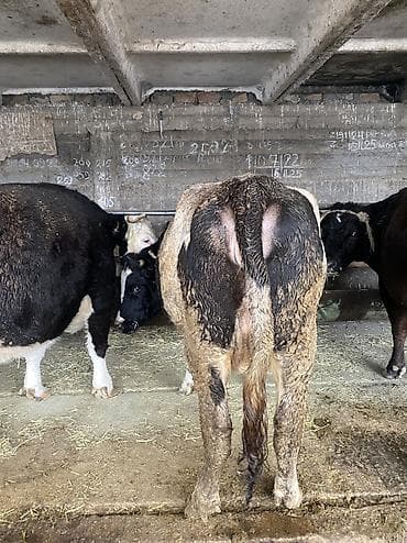 А/ч жаныбарлары үчүн тоюттар: Сатам | Кунаажын — 4