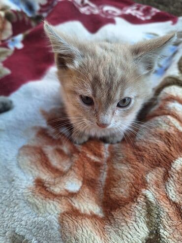 отдам переноску для кошек: Добрые, ласковые, воспитанные, классные котята ищут добрых и — 5