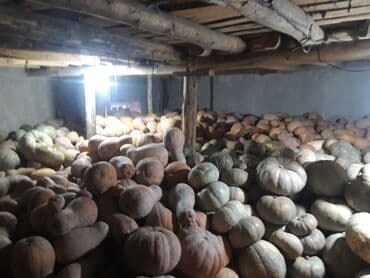 горки для зала фото и цены в бишкеке: Тыква столовая, урожай с собственного поля. Описание: - Сорта — 4