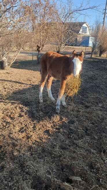 кыргыз добот ит: Сатам | Байтал, Тай | Аргын | Көбөйтүү үчүн | Асыл тукумдуу — 10