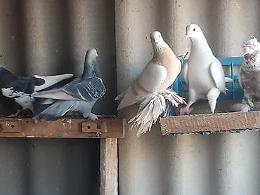 Ветеринар кызматы: Тасманы, пара голубь и голубка! Начинают играть очень хорошие.Пара — 2