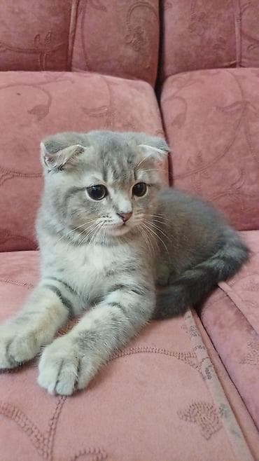 котята шотландской породы: Шотландский вислоухий котёнок (Scottish Fold) - Окрас — 2