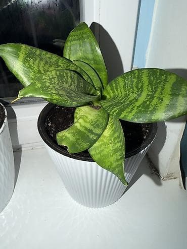 драценна: Сансеверии (Sansevieria, «щучий хвост») Продаю сансеверии, посажены — 5