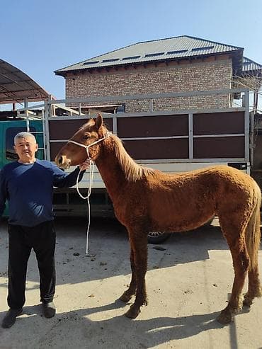 Аквариумдар: Сатам | Байтал | Көбөйтүү үчүн — 1