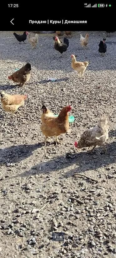 купить куриц несушек: Продаю | Куры | Домашняя | Несушки — 2