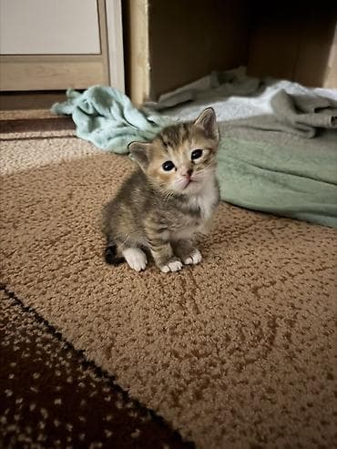 кошки бишкек: Котята, домашние, от одной кошки. Окрас на выбор: - серо-белый с — 2