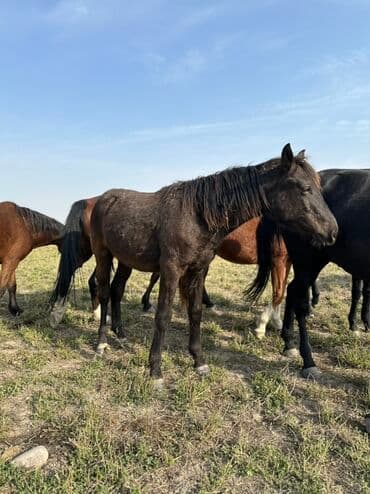 тюк пресс: Продаю | Жеребенок, Кобыла (самка), Жеребец | Кара Жорго | Для разведения, На забой, Рабочий — 22