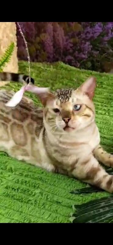 рэгдолл цена бишкек: Бенгал, 2 жаш, Эркек, Ак, Бычылган, Лотокко барууга үйрөтүлгөн, Курттардан тазаланган — 15