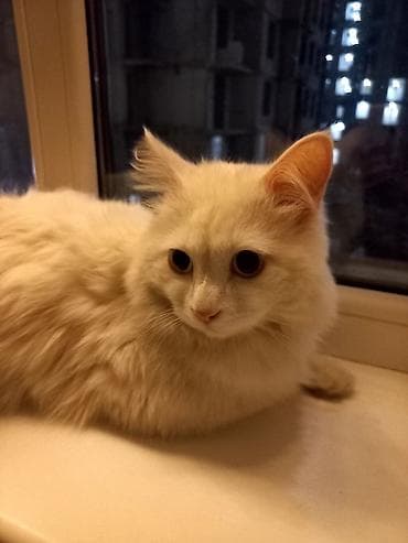 1 мальчик 2 котенка оригинал: Ангорская, 1 год, Мальчик, Белый, Кастрирована — 6