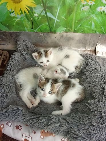 фри пир: Котята от домашней кошки - Порода: беспородные (домашние) - Окрас — 1