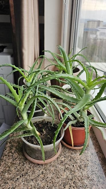 Алоэ: Целебный алоэ в хорошем грунте с дренажом. Домашние суккуленты с — 1