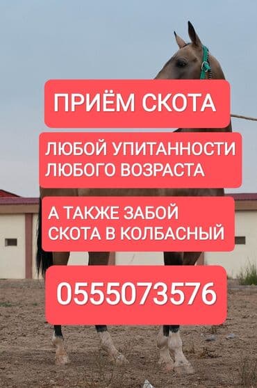 скот обмен на авто: Куплю | Коровы, быки, Лошади, кони, Другие с/х животные | Любое состояние, Круглосуточно, Забитый — 1