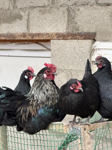 сколько стоит спаниель щенок: Продаю | Петух, Куры — 1