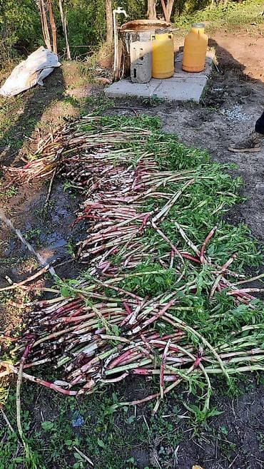 ремонт насоса воды: Жапайы тоодо оскон кымыздык оптом баада сатылат количество коп — 1