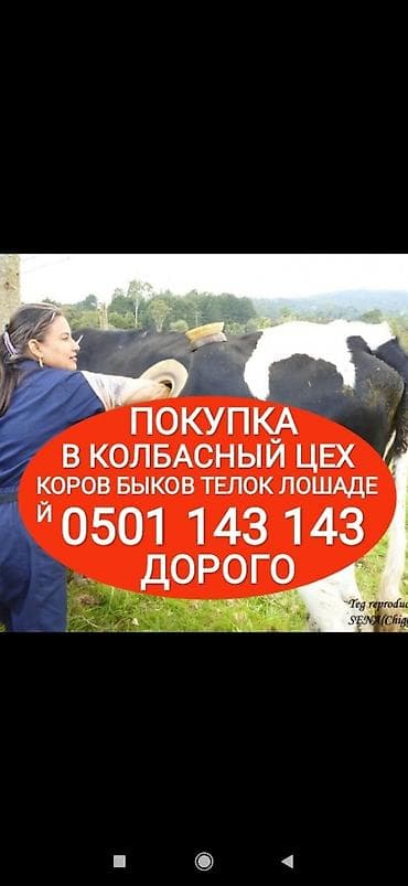 Частное лицо, Колбасный цех : Коровы, быки, Лошади, кони, Другие с/х животные, | Круглосуточно, Любое состояние, Забитый