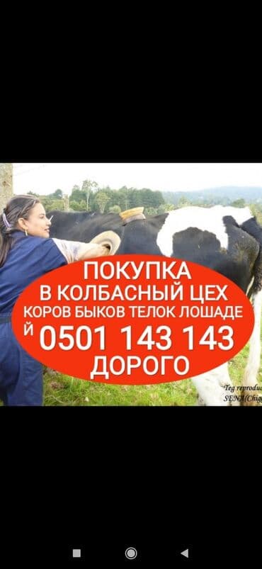 тюк пресс: Куплю | Коровы, быки, Лошади, кони, Другие с/х животные | Круглосуточно, Любое состояние, Забитый — 1