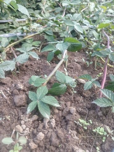 купить семена картофеля в кыргызстане: Саженцы ежевики (укоренённые отводки) - Тип: садовые саженцы ежевики — 4