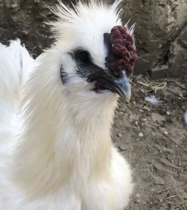 Продам шелков