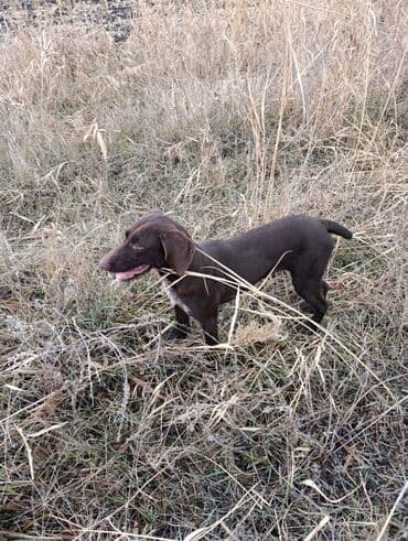 сколько стоит шпиц в бишкеке: Курцхаар, 8 месяцев, Самка — 2