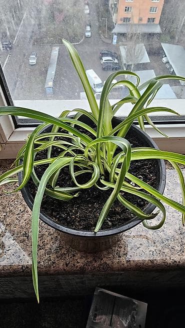 Комнатные растения: Хлорофитум хохлатый в хорошем горшке и грунте. Отличное комнатное — 3