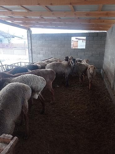 Ветеринар кызматы: Сатам | Ургаачы кой (ургаачы) | Көбөйтүү үчүн | Ургаачы — 4