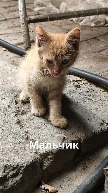 Кошки: Отдаю в добрые руки котят потомственных охотников-крысоловов один — 8